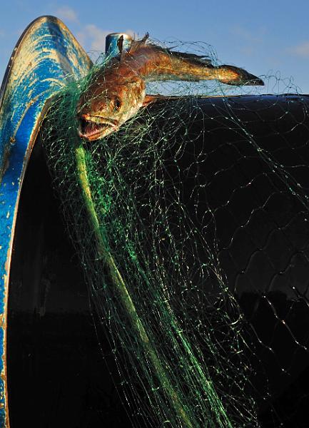 Fileyeur St Jean de Luz ad9.JPG